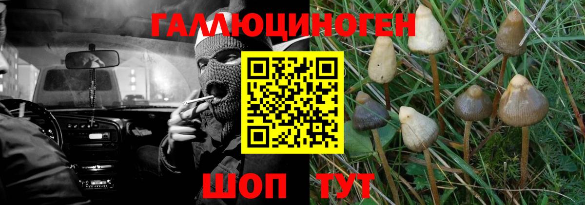 Галлюциногенные грибы Psilocybine cubensis Гудермес