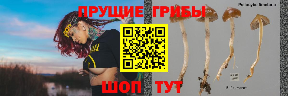 Гудермес  Псилоцибиновые грибы мицелий  Вход с VPN 
